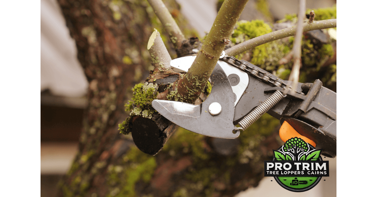 Pruning Old Tree with Pruning Shears Services