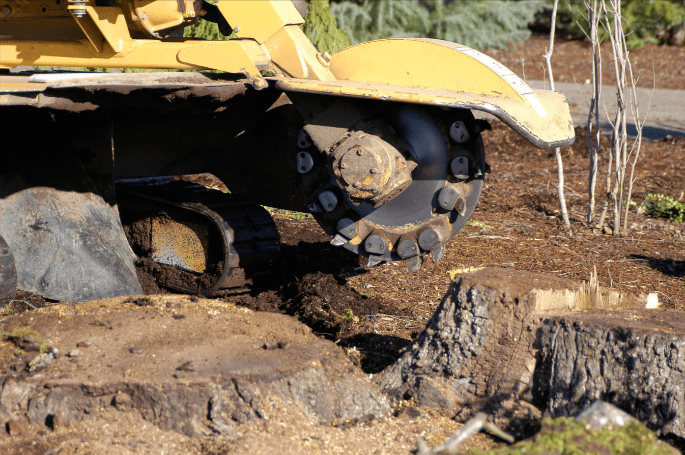 Tree Stump Removal Services Cairns