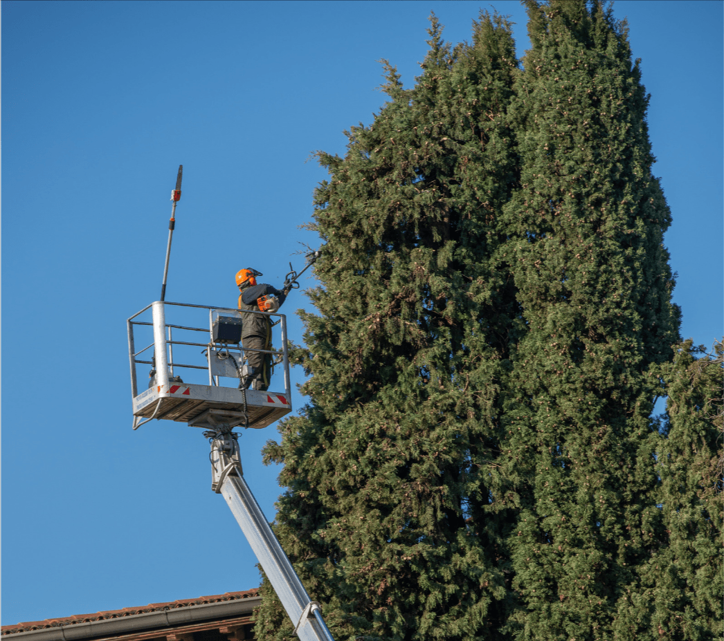 What is the difference between tree lopping cairns