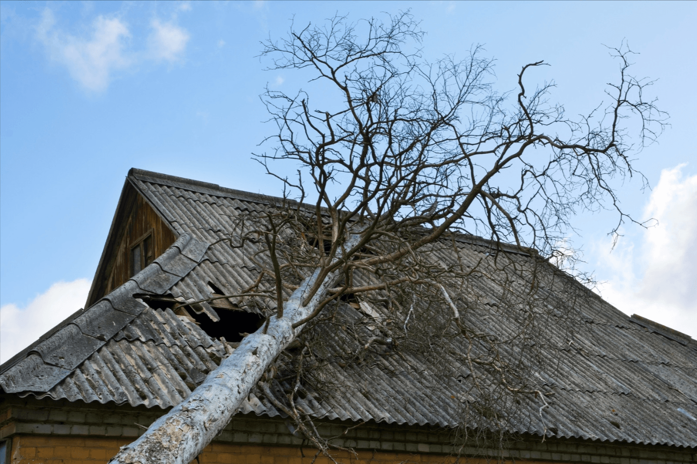 What should you do if a tree falls on your house cairns