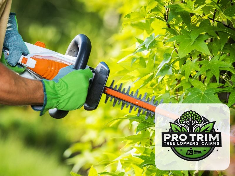 cairns hedge trimming qld