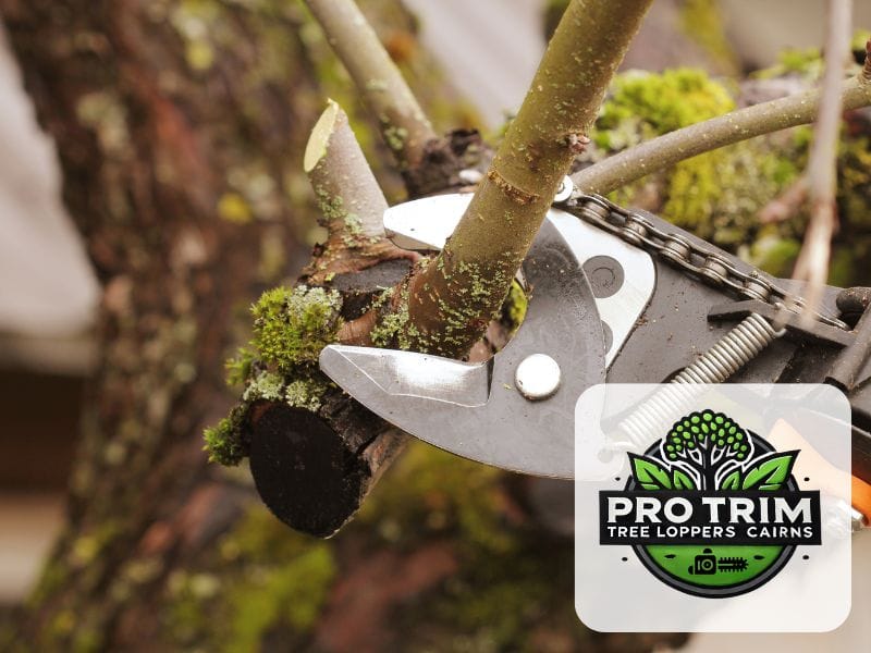 cairns pruning tree qld