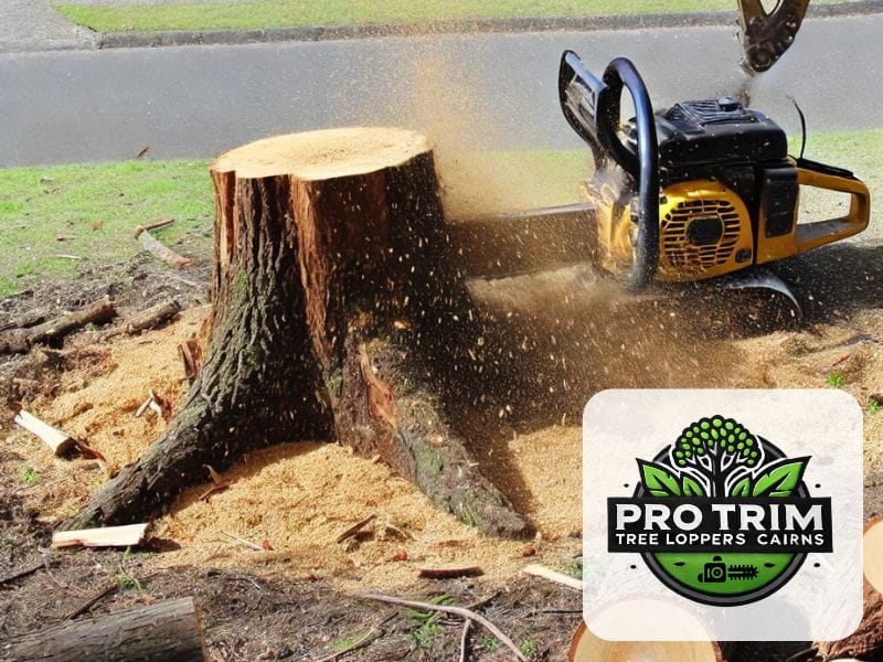 cairns tree loppers qld 1
