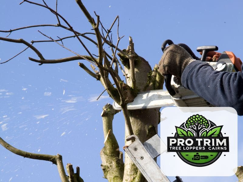 cairns tree qld pruning