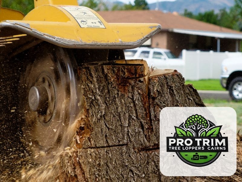 cairns tree qld removal
