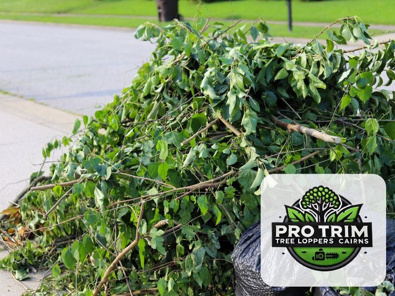 cairns tree removal qld