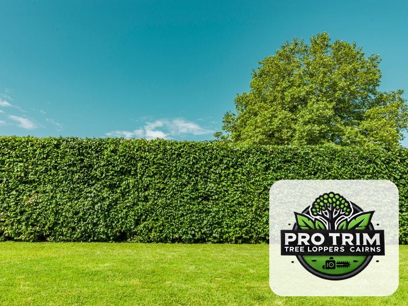 cairns trimming hedge qld