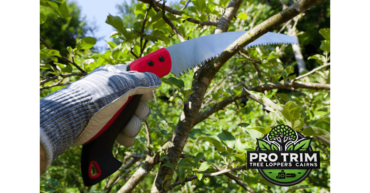 comprehensive guide for pruning saw services in Cairns