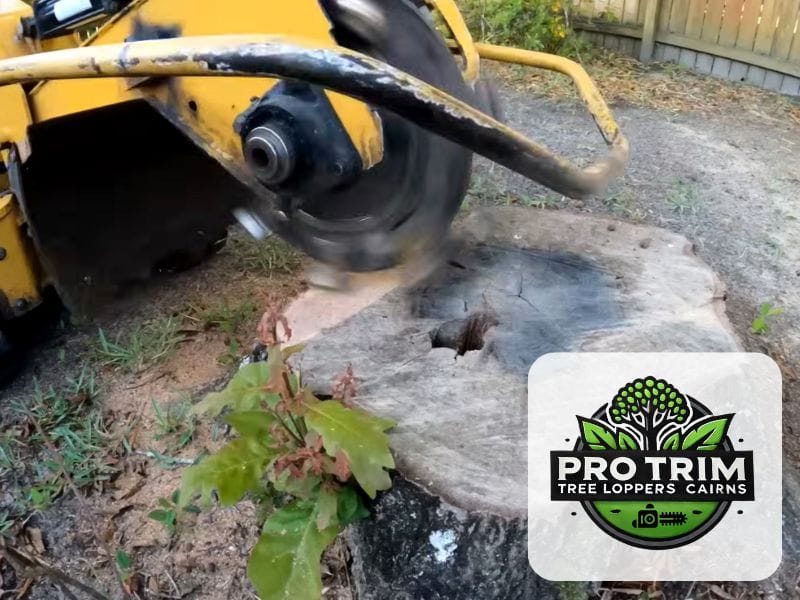 grinding stump cairns qld