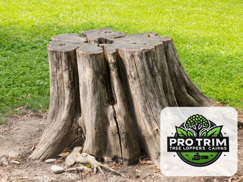 grinding stump qld cairns