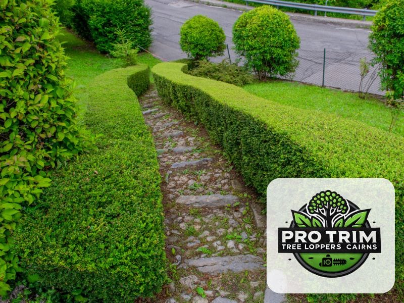 hedge cairns trimming qld