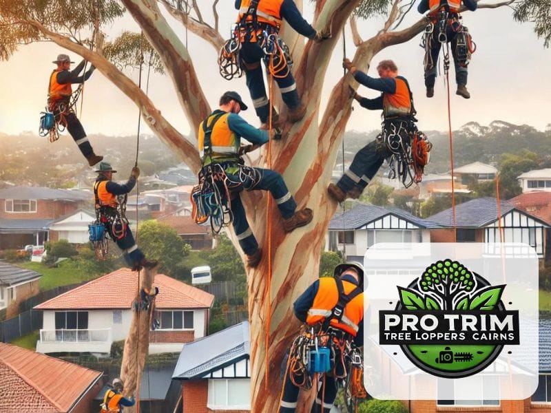 loppers cairns qld tree 1