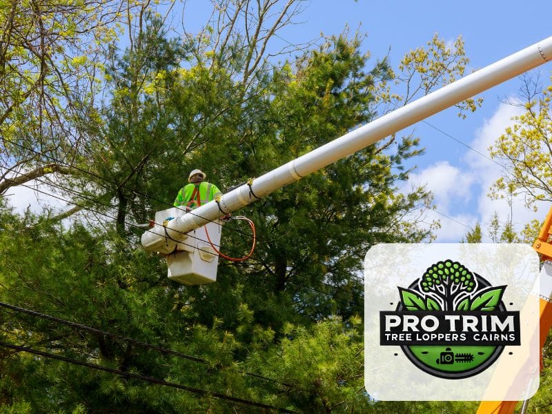 pruning cairns tree qld