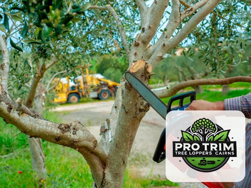 pruning tree cairns qld