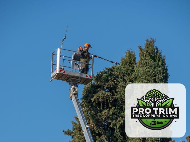 qld cairns tree pruning