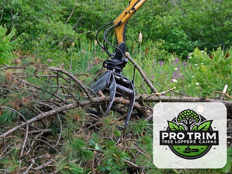 qld cairns tree removal