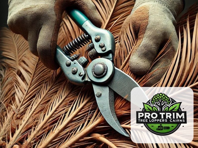 qld palm tree maintenance cairns