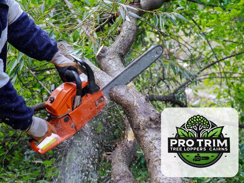 qld pruning tree cairns