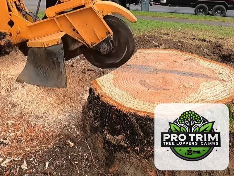 qld stump grinding cairns