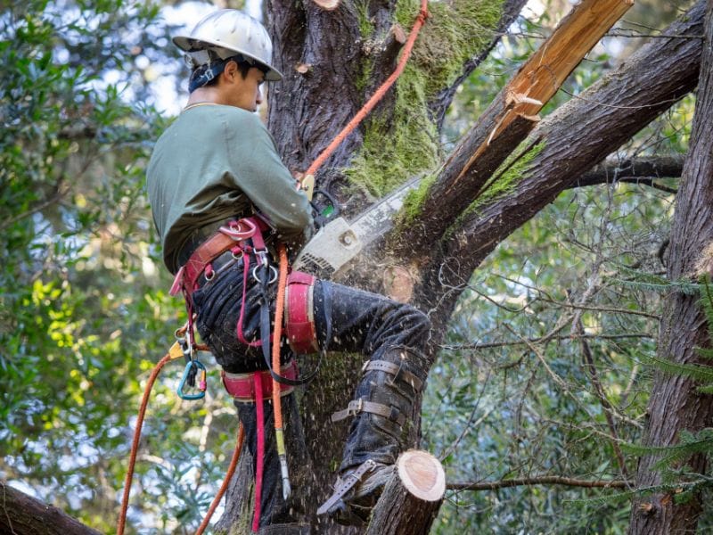 qld tree cairns pruning