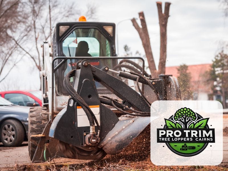 qld tree removal cairns