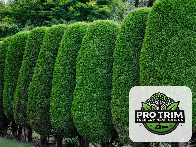 qld trimming hedge cairns