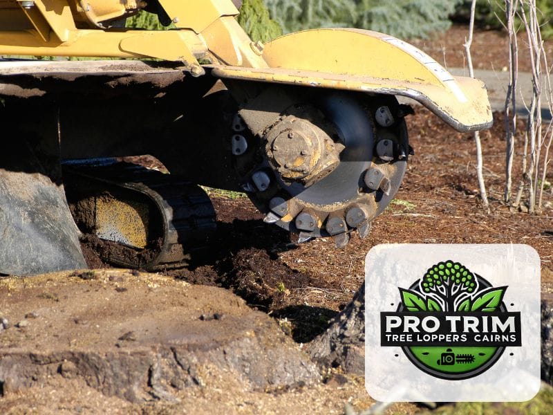 removal qld cairns tree