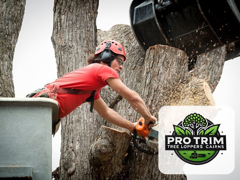 removal tree cairns qld