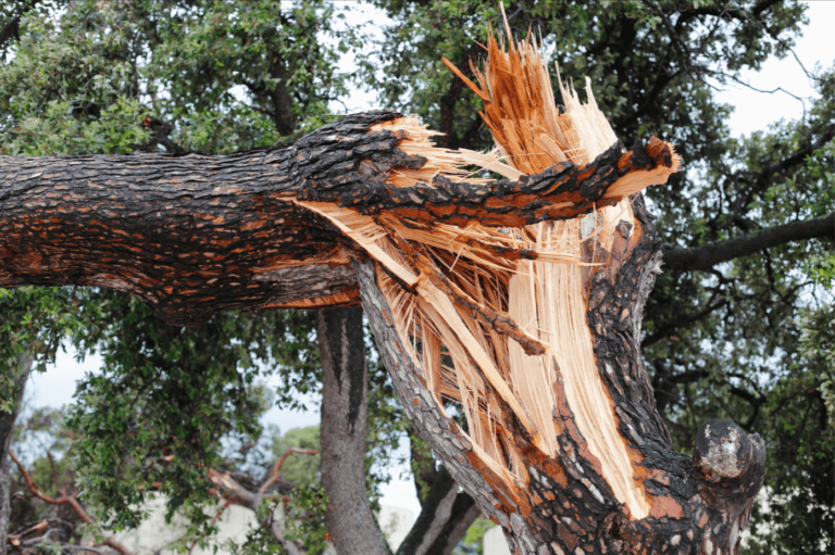 What to Do When a Tree Falls on Your House in Cairns