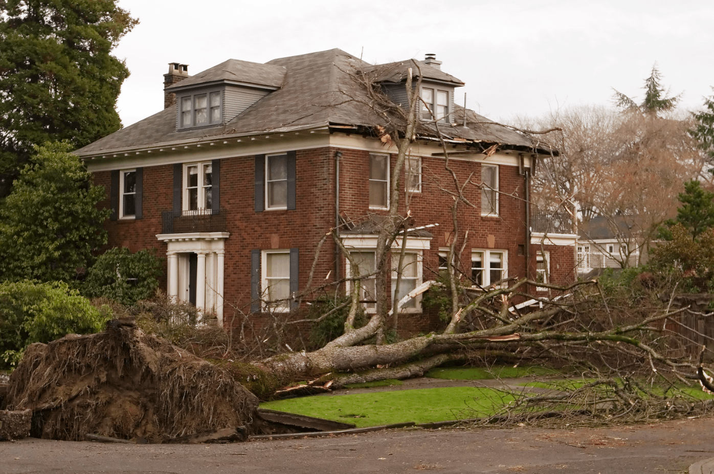 tree is at risk of falling