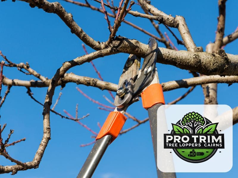 tree cairns pruning qld