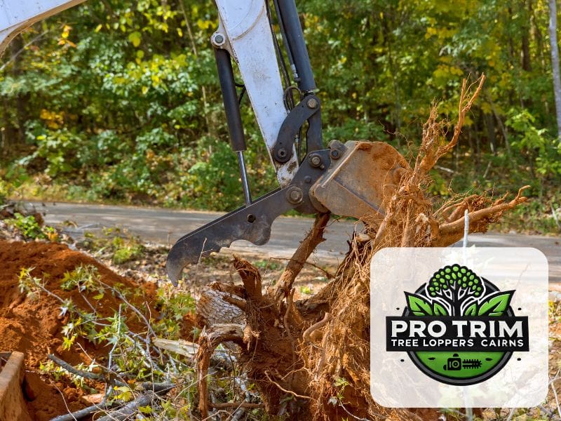 tree cairns removal qld