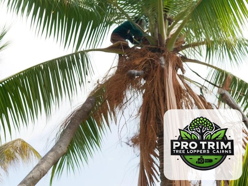 tree loppers qld cairns 1