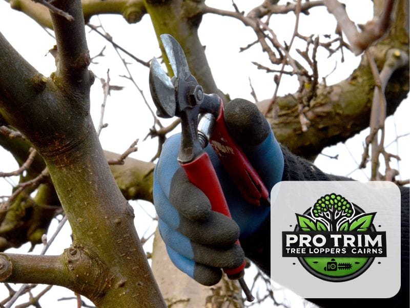 tree qld cairns pruning