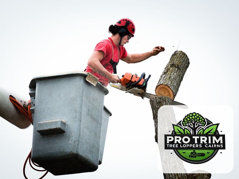 tree qld cairns removal