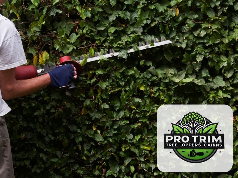 trimming cairns hedge qld