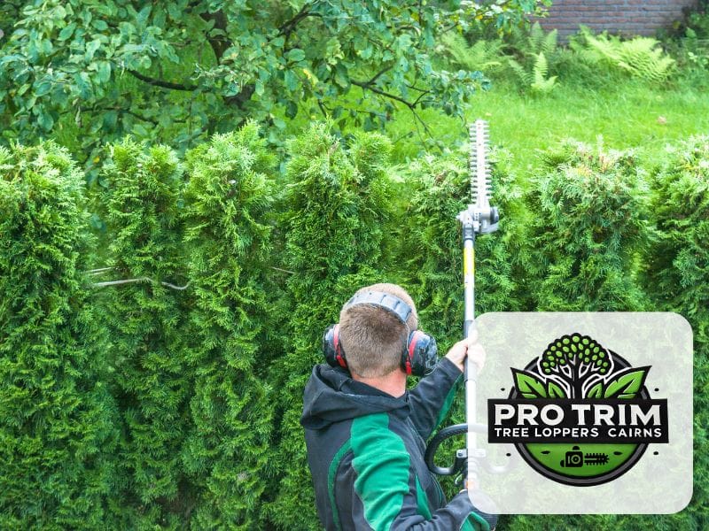 trimming qld cairns hedge