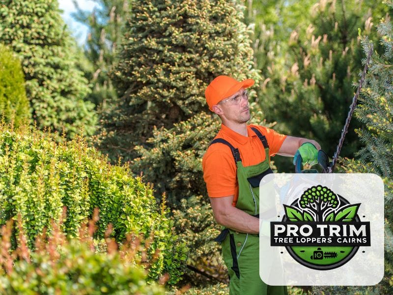 trimming qld hedge cairns